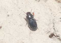 Anepsius montanus