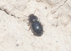Anepsius montanus