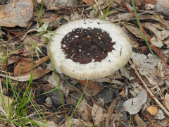 Sanguinoderma