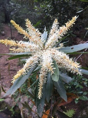 Brabejum stellatifolium