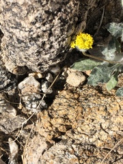 Trichoptilium incisum