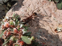 Novomessor albisetosus