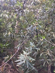 Brabejum stellatifolium