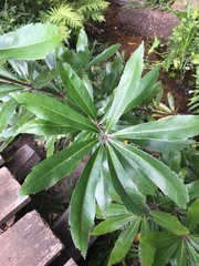 Brabejum stellatifolium