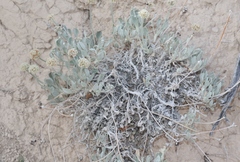 Eriogonum pauciflorum