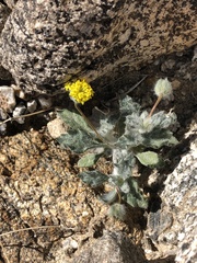 Trichoptilium incisum