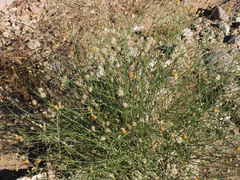 Bebbia juncea