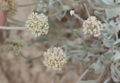 Eriogonum pauciflorum