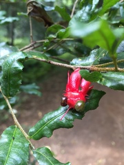 Ochna serrulata