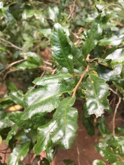 Ochna serrulata