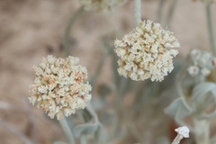 Eriogonum pauciflorum