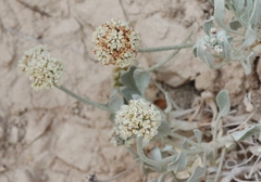 Eriogonum pauciflorum