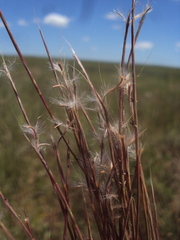 Schizachyrium