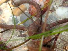 Ophioderma panamense