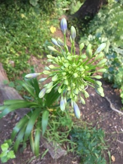 Agapanthus praecox