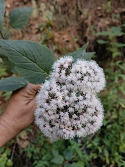 Ageratum corymbosum