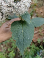 Ageratum corymbosum