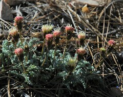 Chaenactis santolinoides