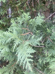 Thuja