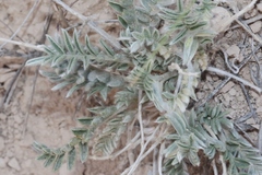 Galegeae