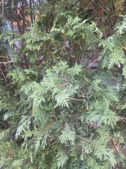 Thuja