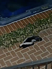 Mephitis mephitis holzneri