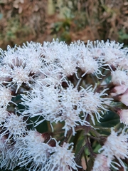 Ageratum corymbosum