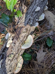 Trametes hirsuta