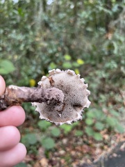 Strobilomyces strobilaceus