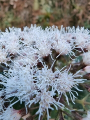 Ageratum corymbosum