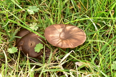 Pseudoclitocybe cyathiformis