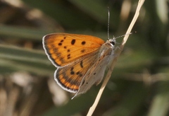 Tharsalea rubidus
