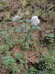 Ageratum corymbosum