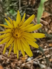 Reichardia picroides