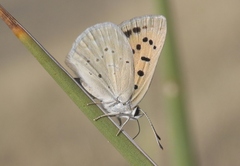 Tharsalea rubidus