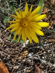 Reichardia picroides