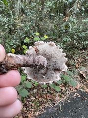 Strobilomyces strobilaceus image