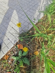 Reichardia picroides