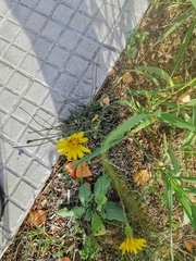 Reichardia picroides