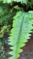 Nephrolepis exaltata