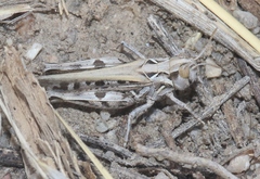 Psoloessa delicatula