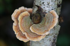 Stereum subtomentosum