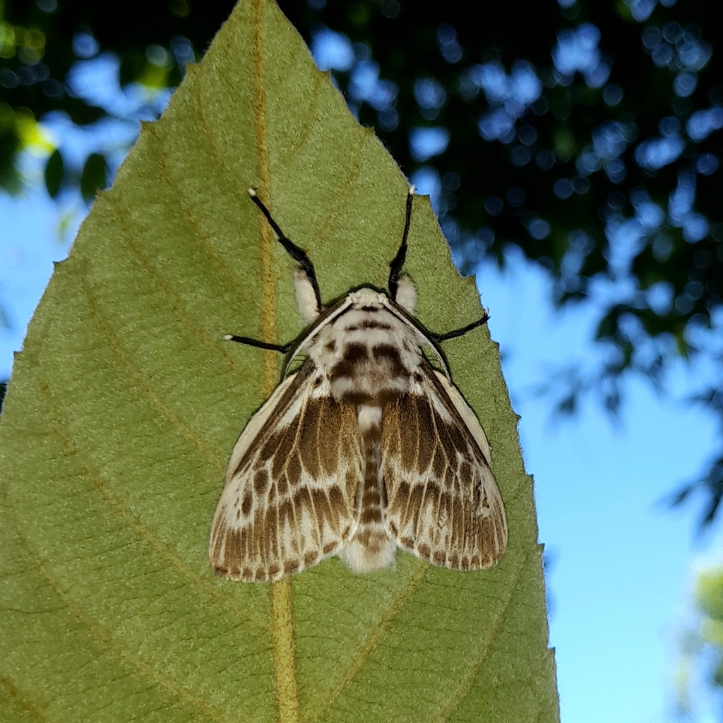 Podalia schadei