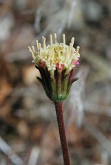 Chaenactis santolinoides