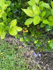 Ixora chinensis