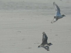 Charadrius marginatus