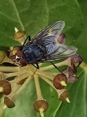 Calliphora vicina