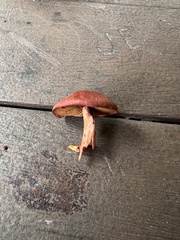Cortinarius sanguineus