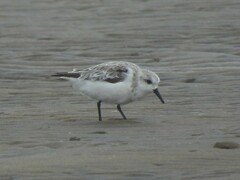 Calidris alba