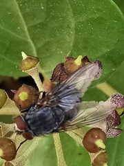Calliphora vicina